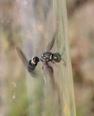 Leptochilus republicanus