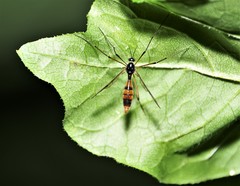 Ptychoptera quadrifasciata