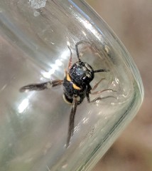 Leptochilus republicanus