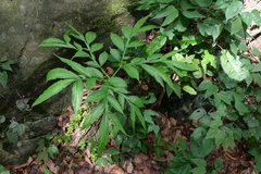 Amorphophallus henryi