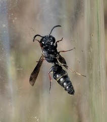 Leptochilus republicanus
