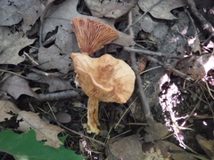Cortinarius distans