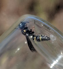 Leptochilus republicanus