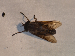 Tabanus catenatus