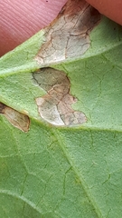 Septoria convolvuli