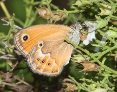 Coenonympha corinna