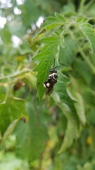 Triepeolus remigatus