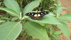 Papilio jacksoni jacksoni