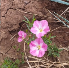 Convolvulus chinensis