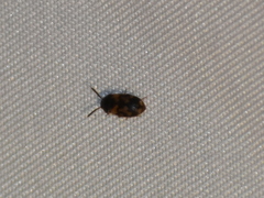 Mycetophagus serrulatus
