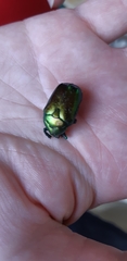Protaetia cuprea