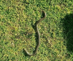 Afrotyphlops mucruso