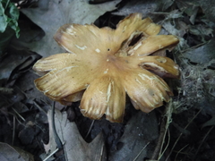 Cortinarius distans