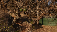 Strychnos cocculoides