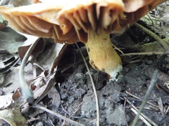 Cortinarius distans