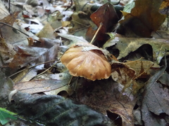 Cortinarius distans