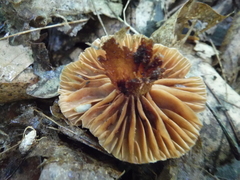 Cortinarius distans