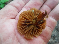 Cortinarius distans