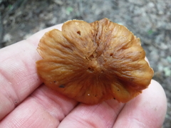 Cortinarius distans