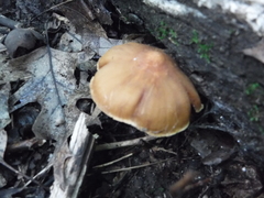 Cortinarius distans