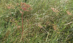 Peucedanum oreoselinum
