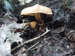 Cortinarius distans