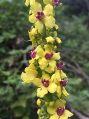 Verbascum alpinum