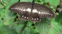 Papilio jacksoni jacksoni