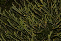Aotus lanigera
