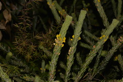 Aotus lanigera