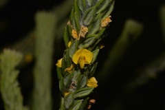 Aotus lanigera