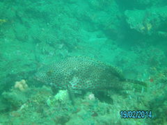 Epinephelus adscensionis