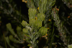 Aotus lanigera