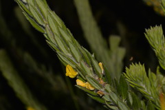 Aotus lanigera