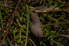 Parmavitrina megastoma