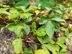 Tetrastigma obtectum