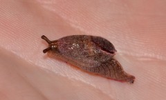 Parmavitrina megastoma