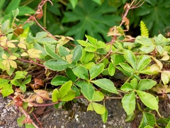 Tetrastigma obtectum