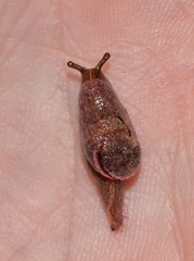Parmavitrina megastoma