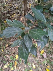 Neolitsea dealbata