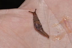Parmavitrina megastoma