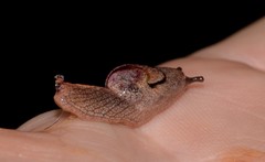 Parmavitrina megastoma
