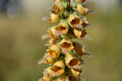 Digitalis ferruginea