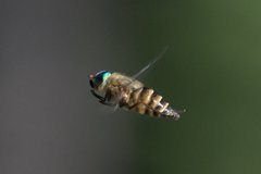 Pangoniinae
