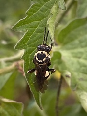 Triepeolus remigatus