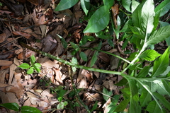Amorphophallus henryi