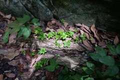 Amorphophallus henryi