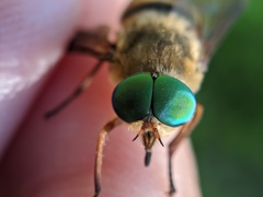 Pangoniinae