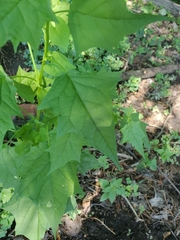 Chenopodiastrum simplex