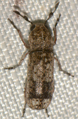 Ozotomerus japonicus
